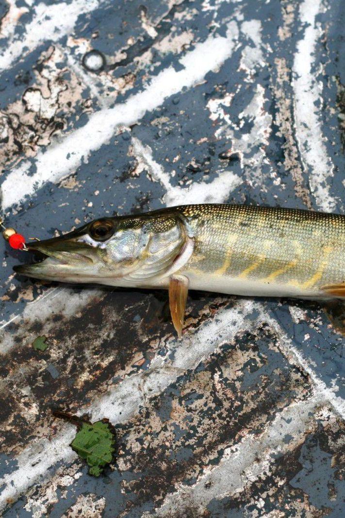 Щурят по осени считают