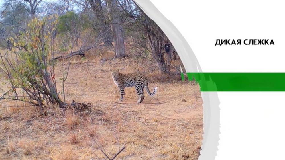 Дикая слежка