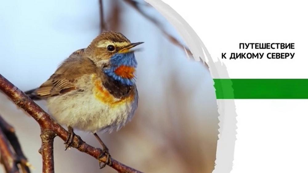 Путешествие к дикому северу