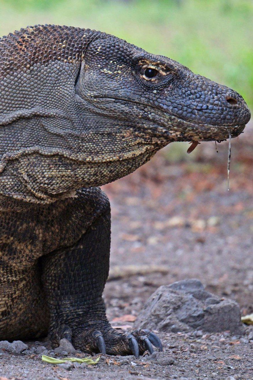 Драконы острова Комодо