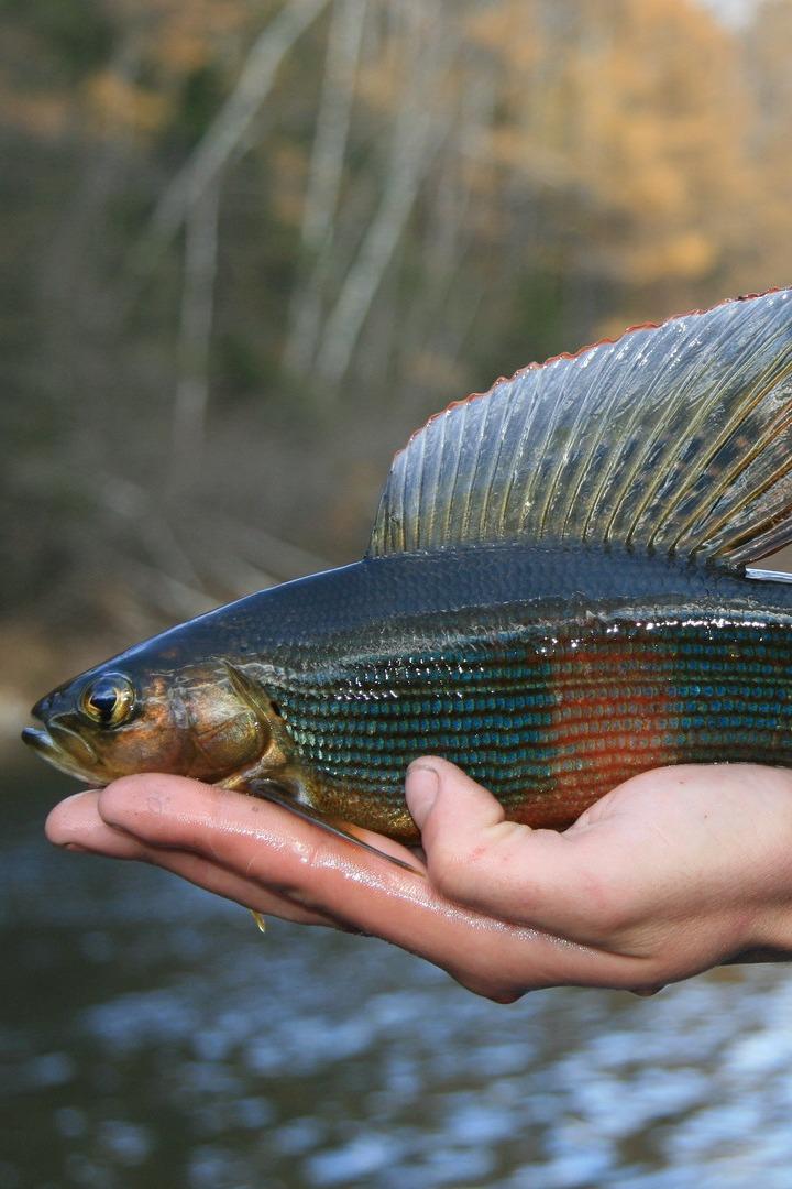 Весенняя экспедиция за хариусом