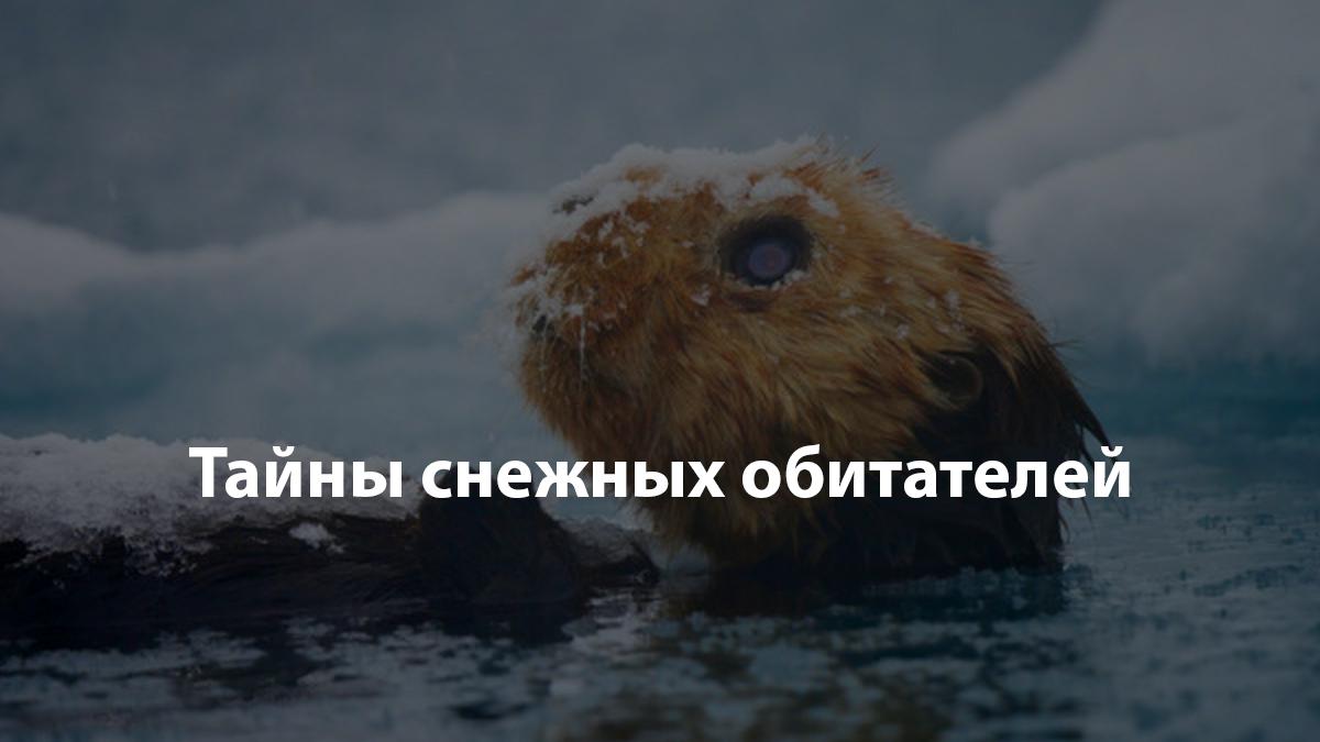 Тайны снежных обитателей