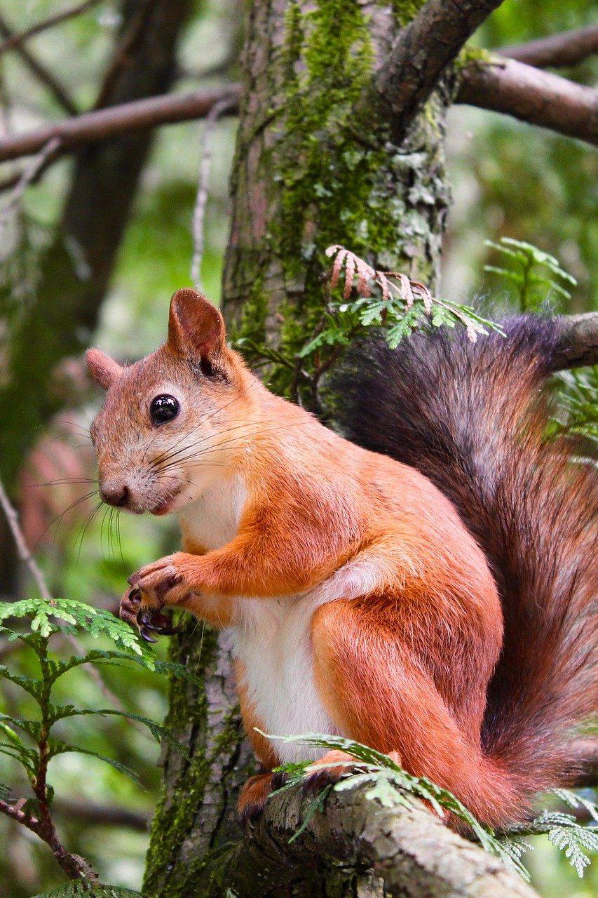 Истории из беличьего мира