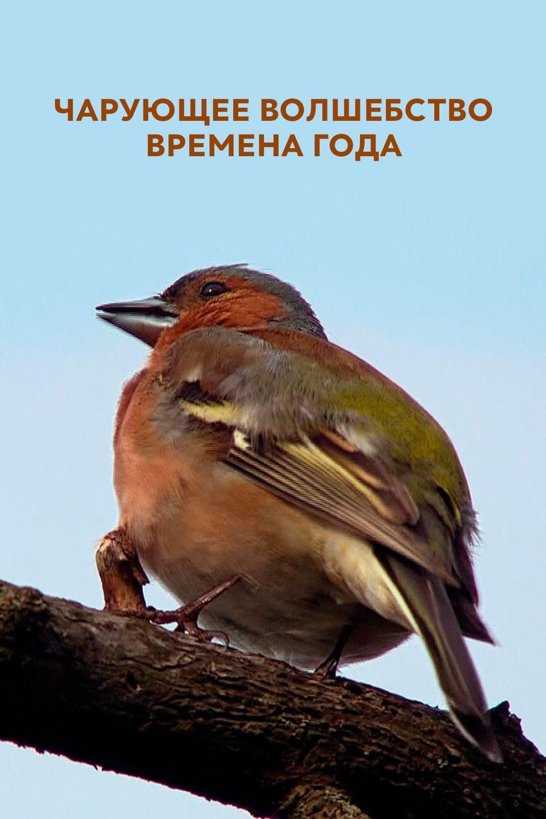 Чарующее волшебство. Времена года