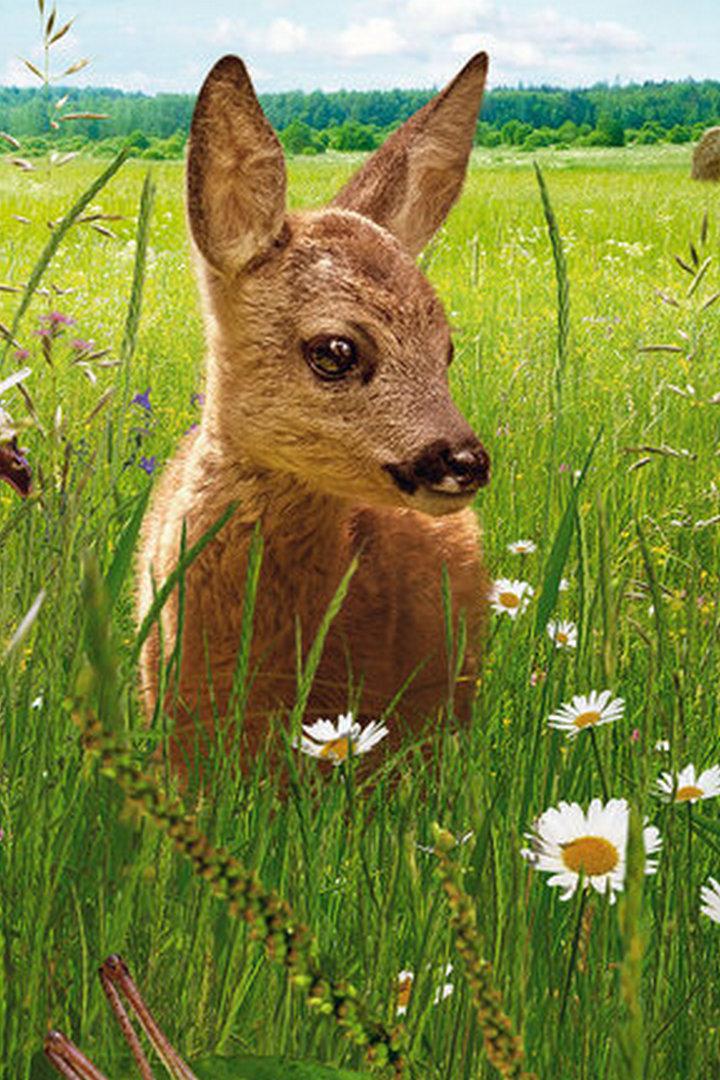 Луг. Рай рядом с нами