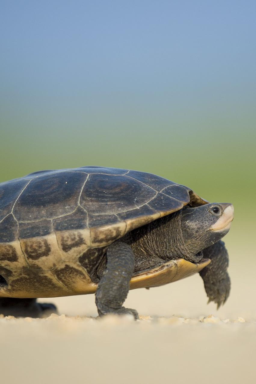 Побережье черепах
