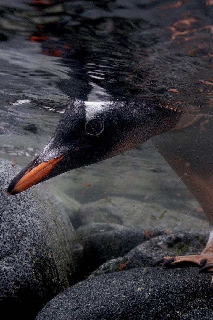 Королевство приливов