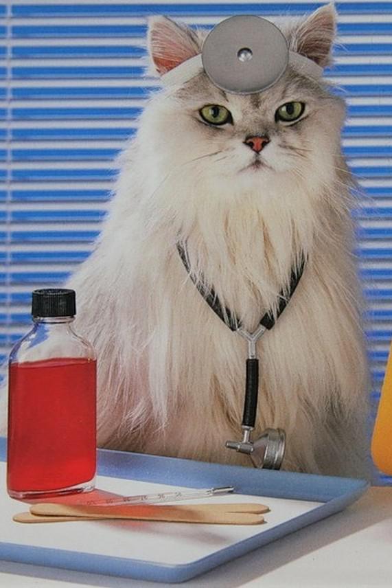 Лечебные животные