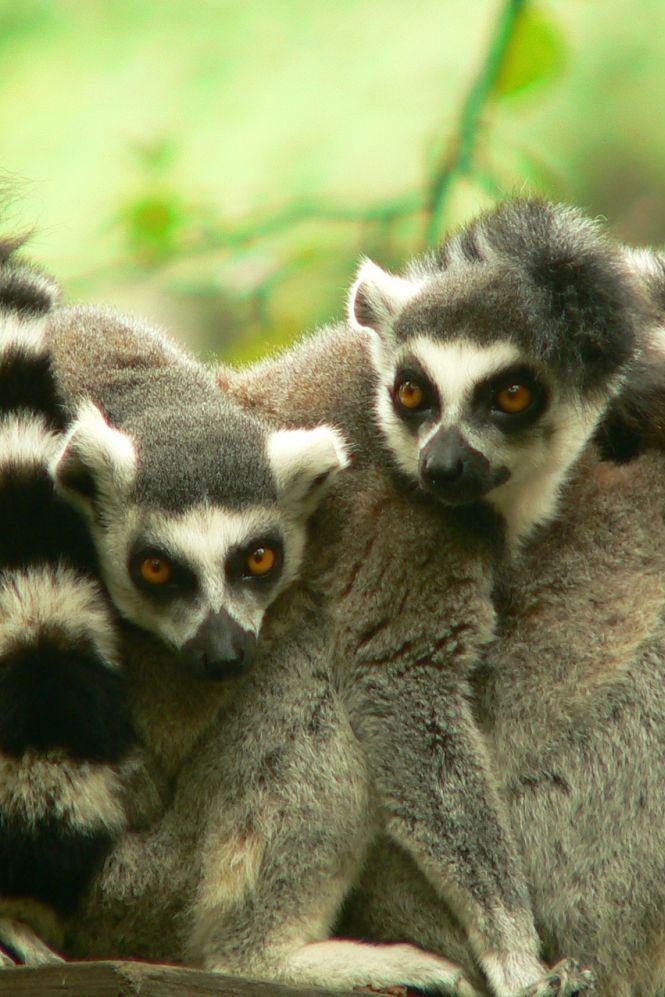 Банды лемурьего острова