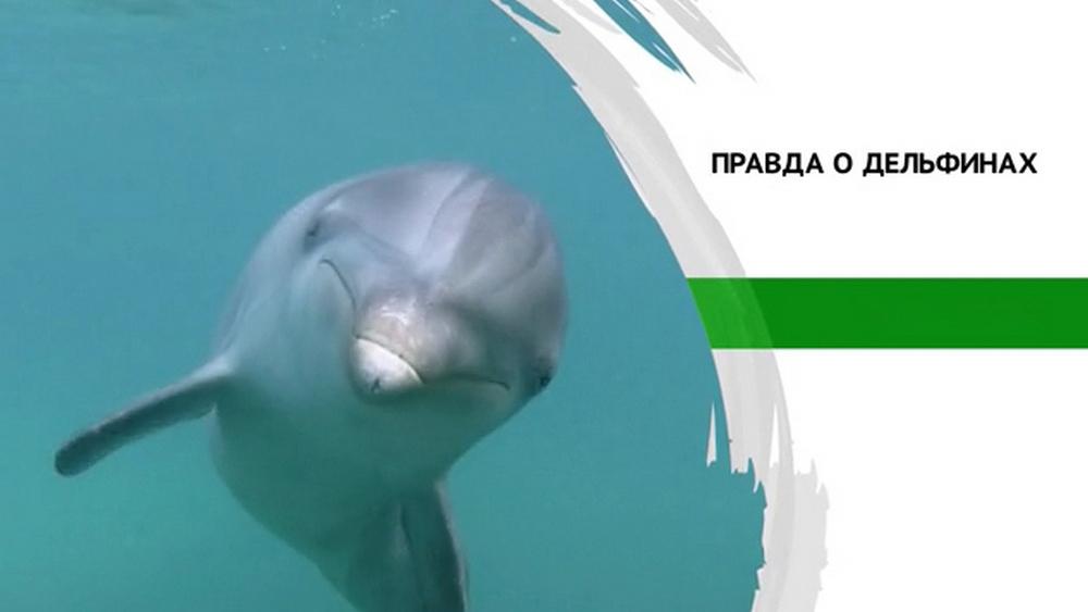 Правда о дельфинах