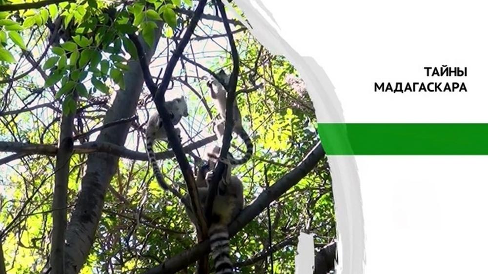 Тайны Мадагаскара