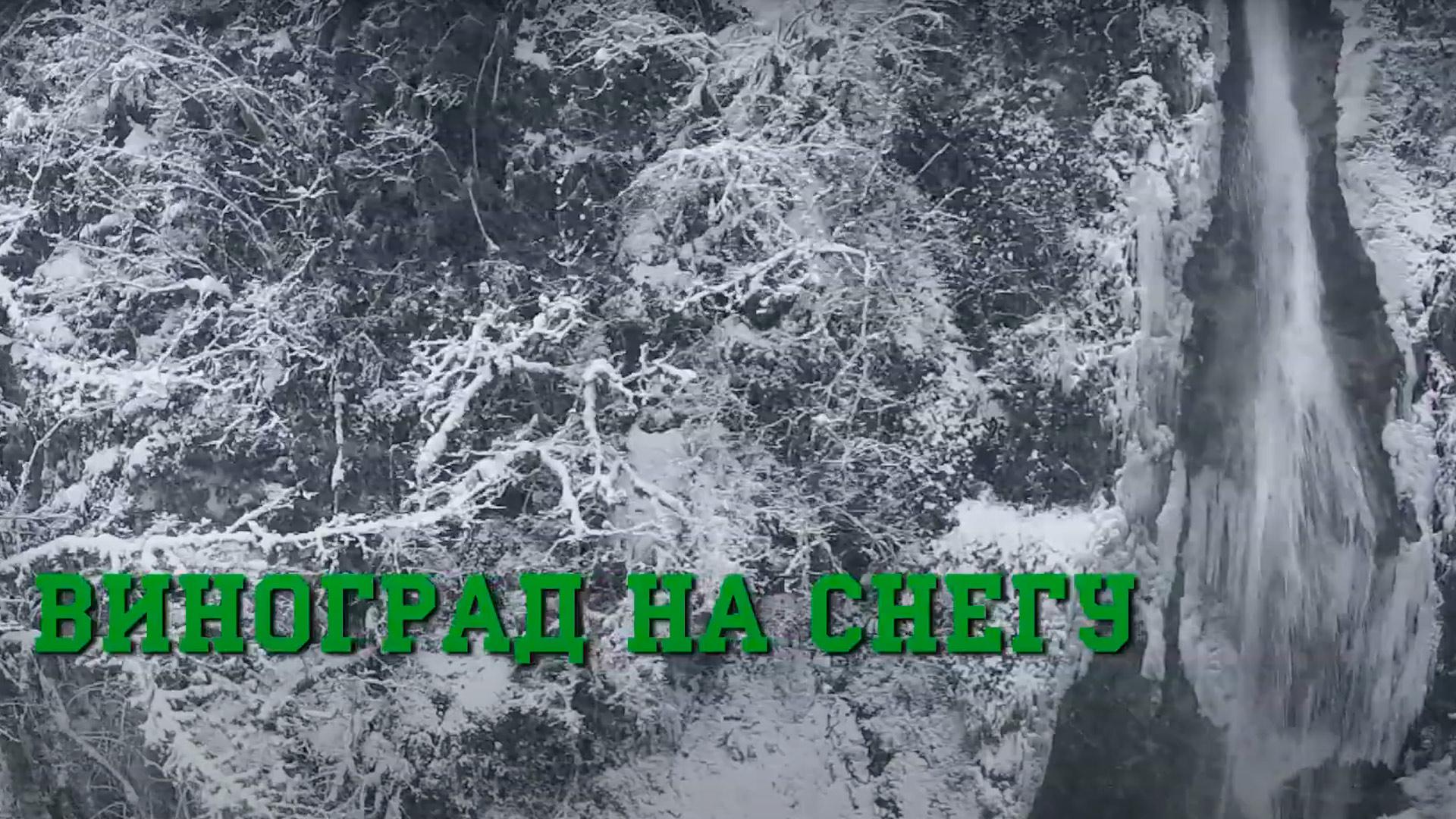 Виноград на снегу. Фазиль Искандер