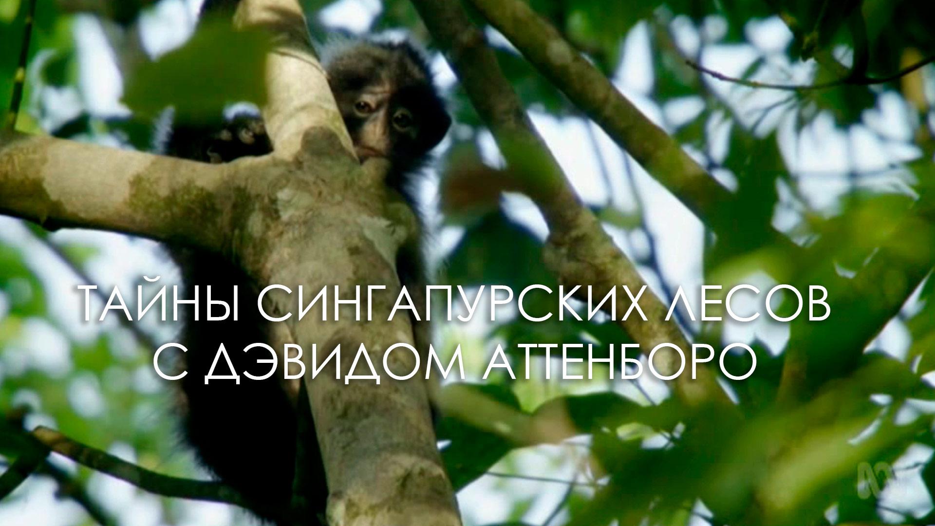 Тайны сингапурских лесов с Дэвидом Аттенборо