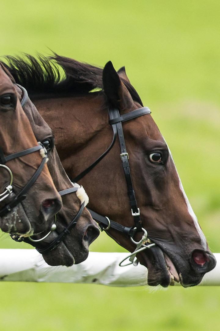 Бега. "Grand Criterium de Vitesse Nice-Matin". Трансляция из Франции