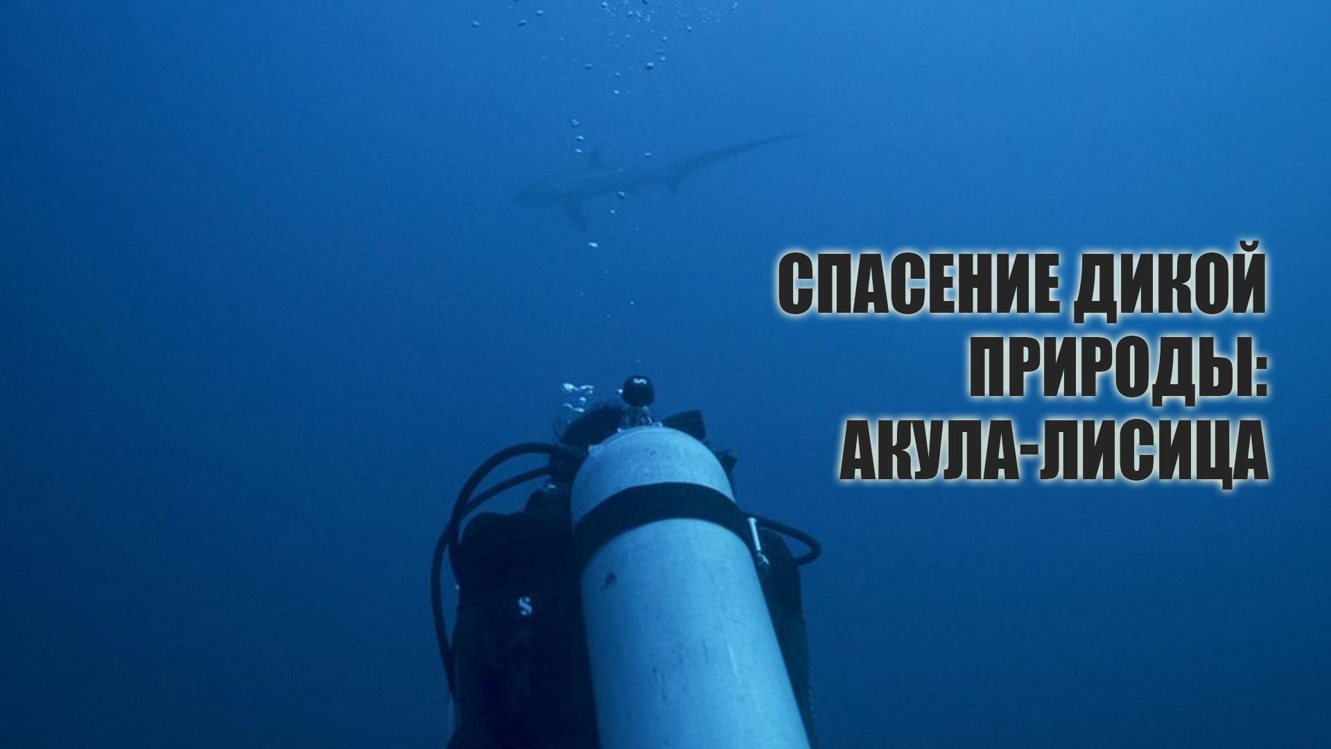 Спасение дикой природы: акула-лисица