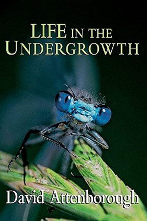 Life in the Undergrowth