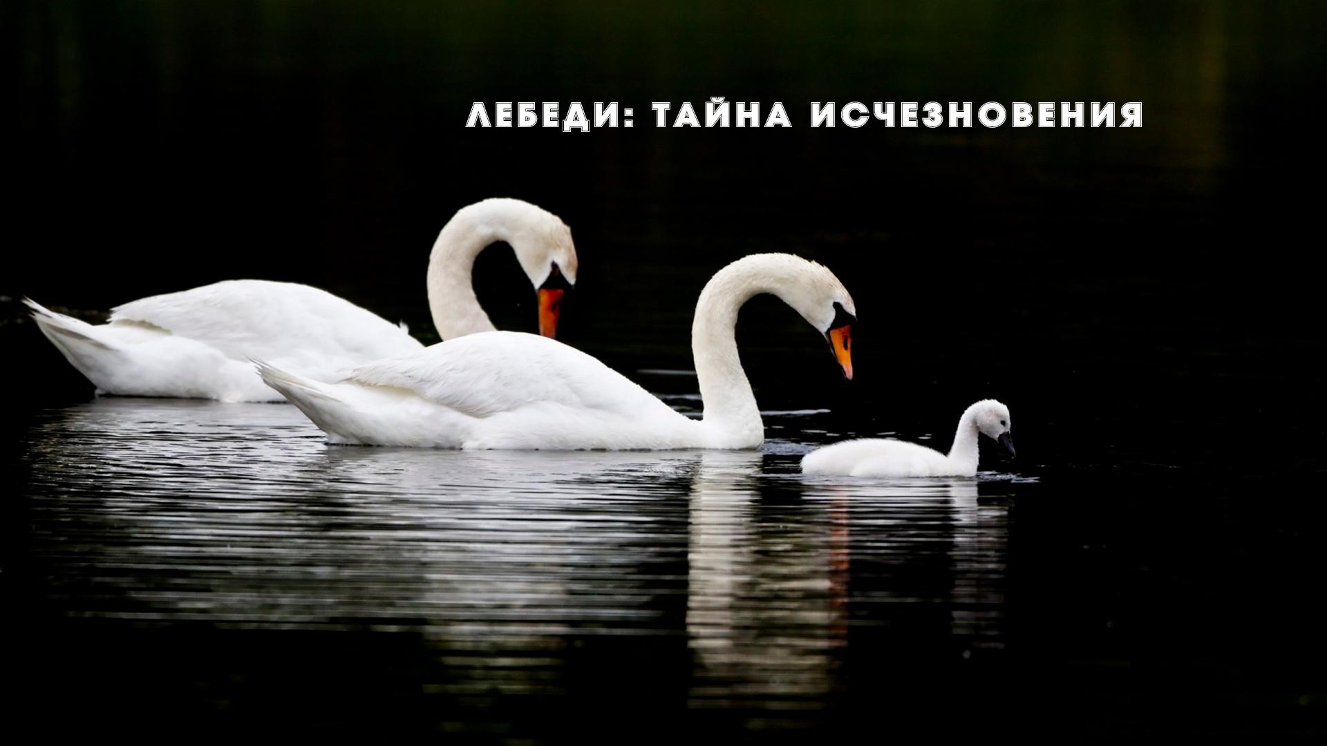 Лебеди: тайна исчезновения