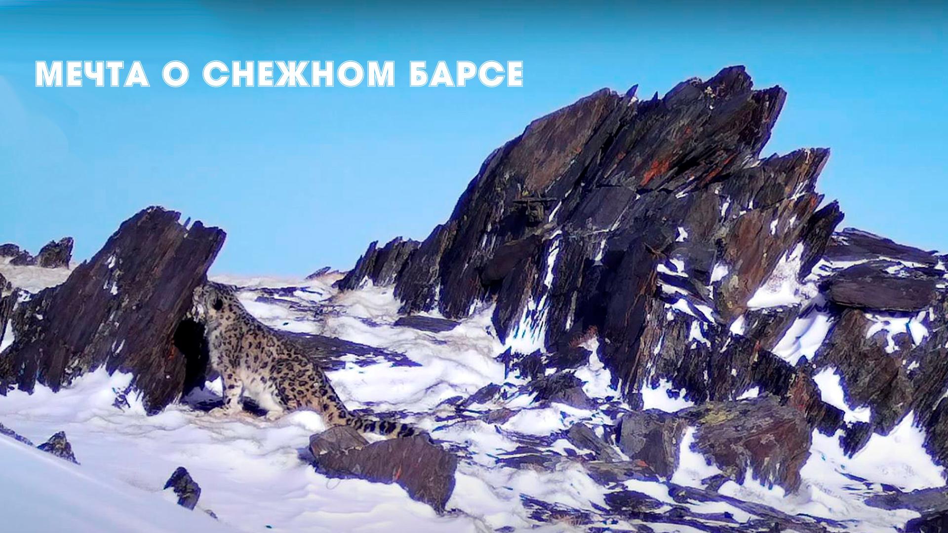 Мечта о снежном барсе