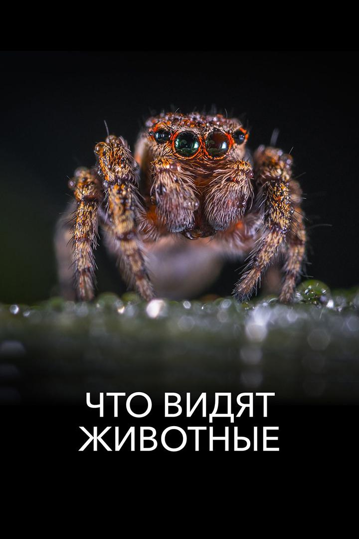 Что видят животные