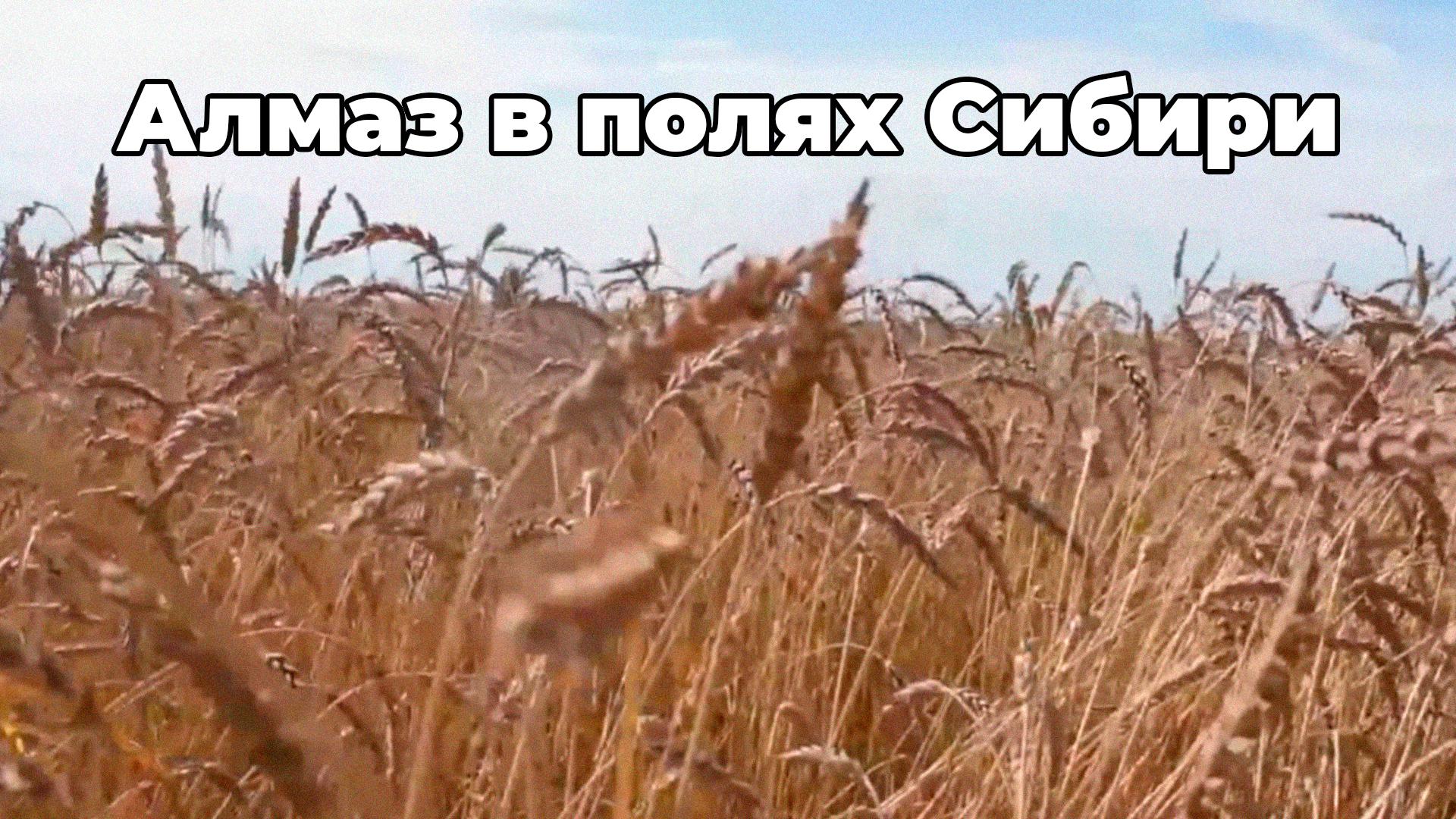 Алмаз в полях Сибири