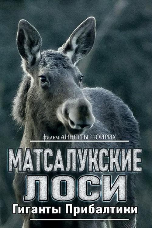 Матсалукские лоси. Гиганты Прибалтики