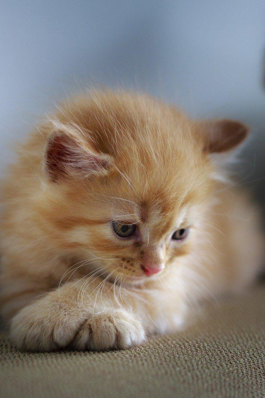 Милые и неугомонные. Очаровательные малыши