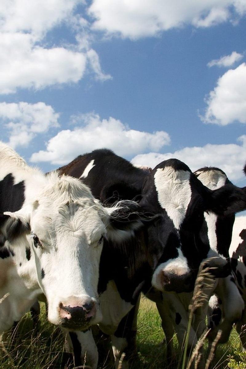 Неведомая жизнь коров