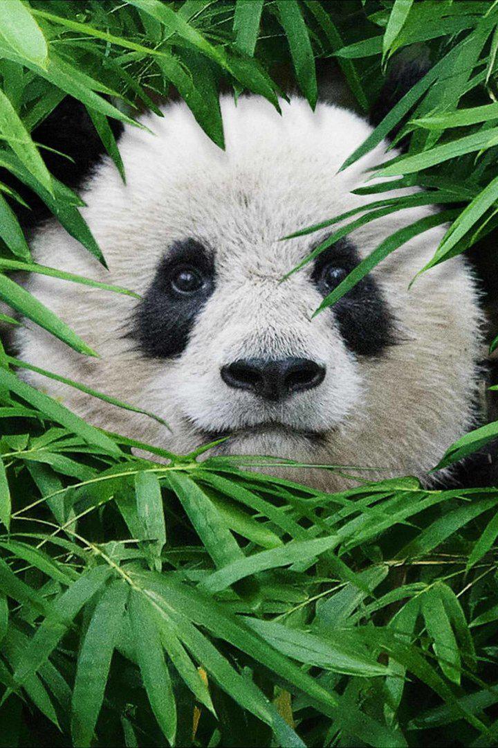 Откуда берутся панды