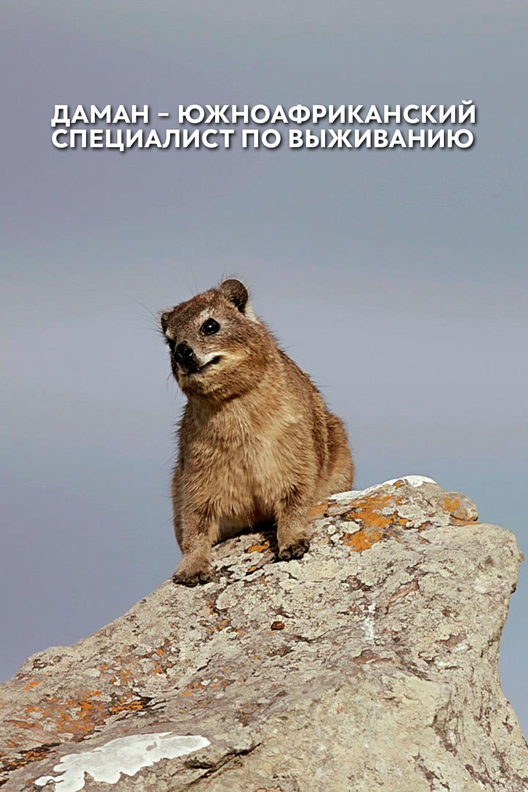Даман.Южно-африканский специалист по выживанию