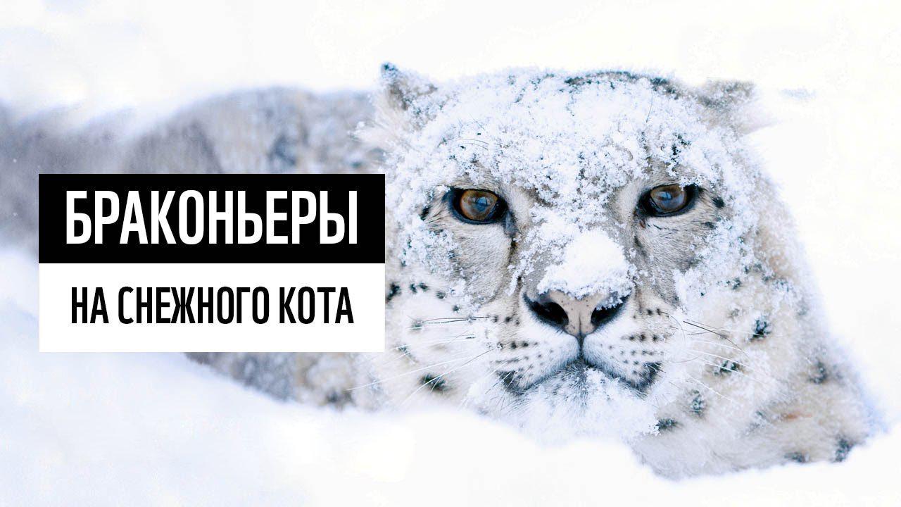 Браконьеры на снежного кота