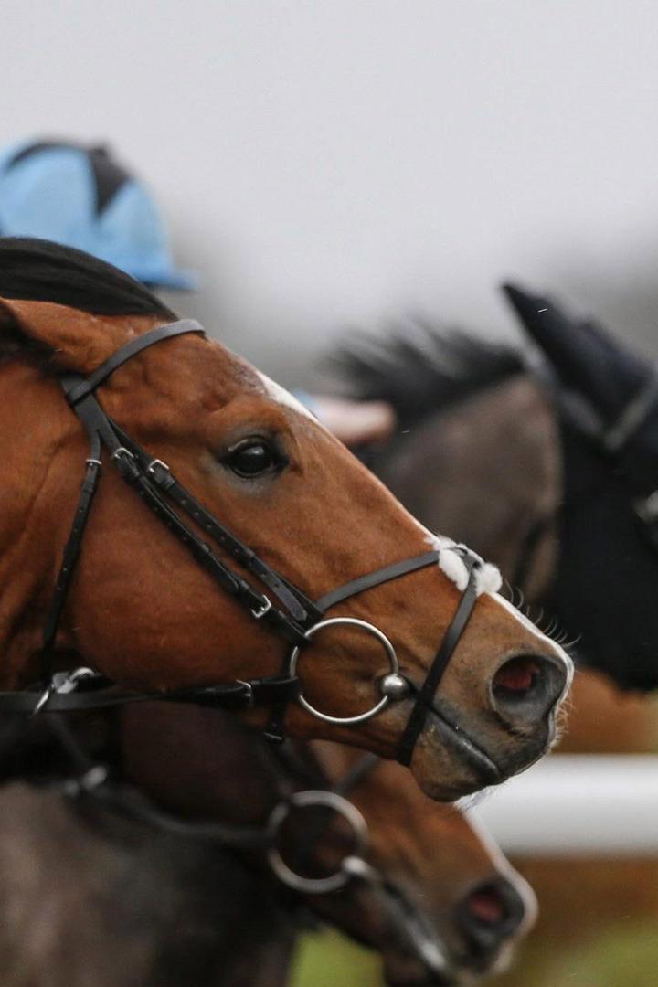 Скачки. Турнир Терра Башкирия. 5 этап