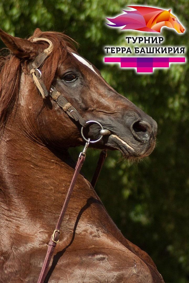 Скачки. Турнир Терра Башкирия 2021. 6 этап