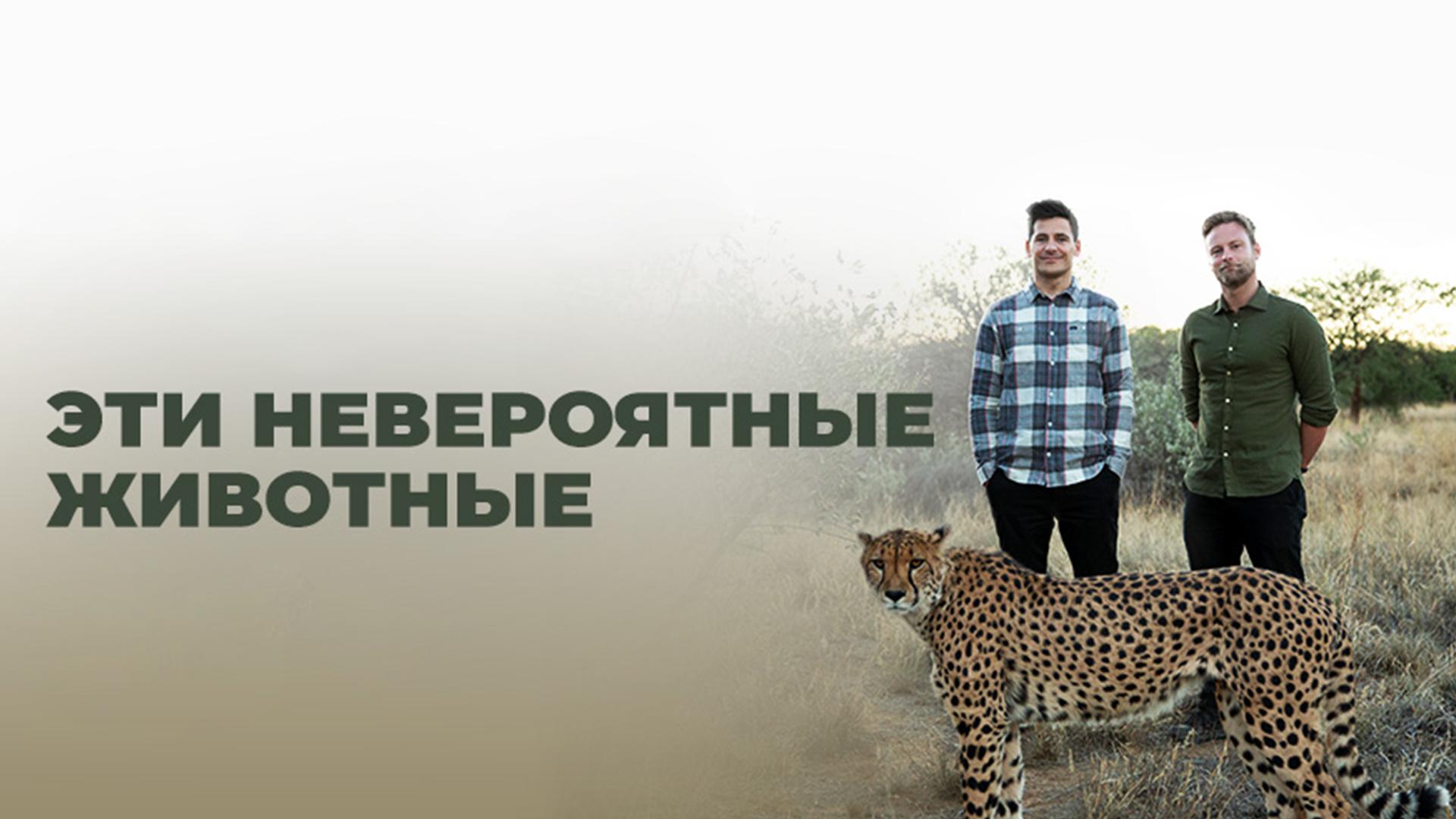 Эти невероятные животные