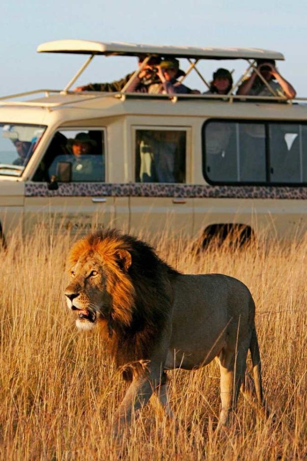 Куда поехать на сафари