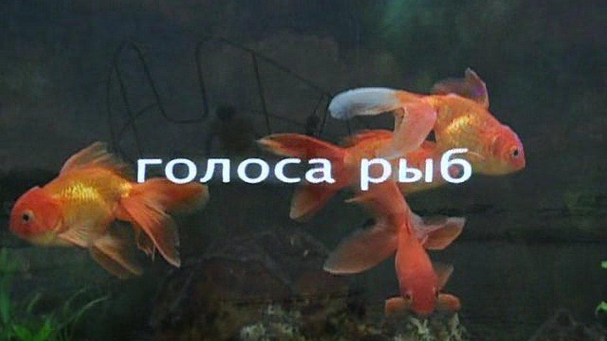 Голоса рыб