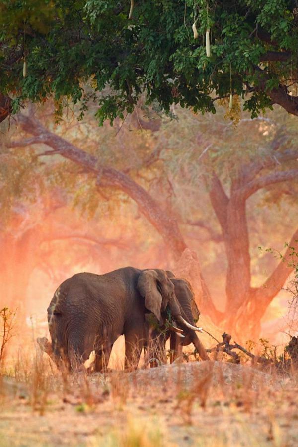 Куда поехать на сафари. парк Мана-Пулс