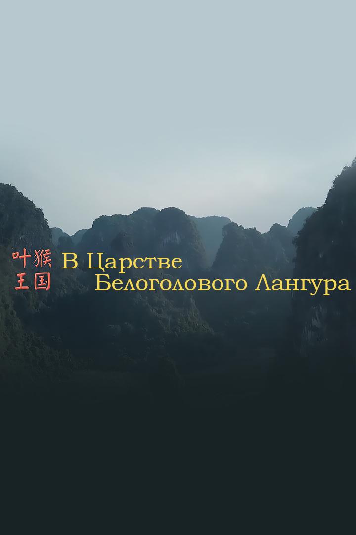В царстве белоголового лангура