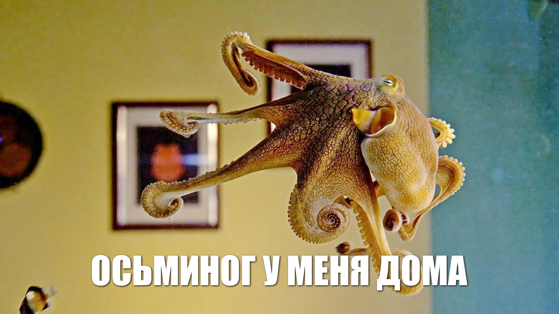 Осьминог у меня дома