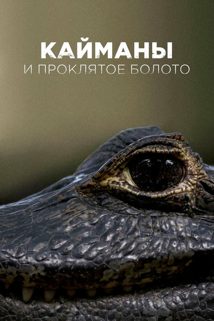 Кайман и проклятое болото