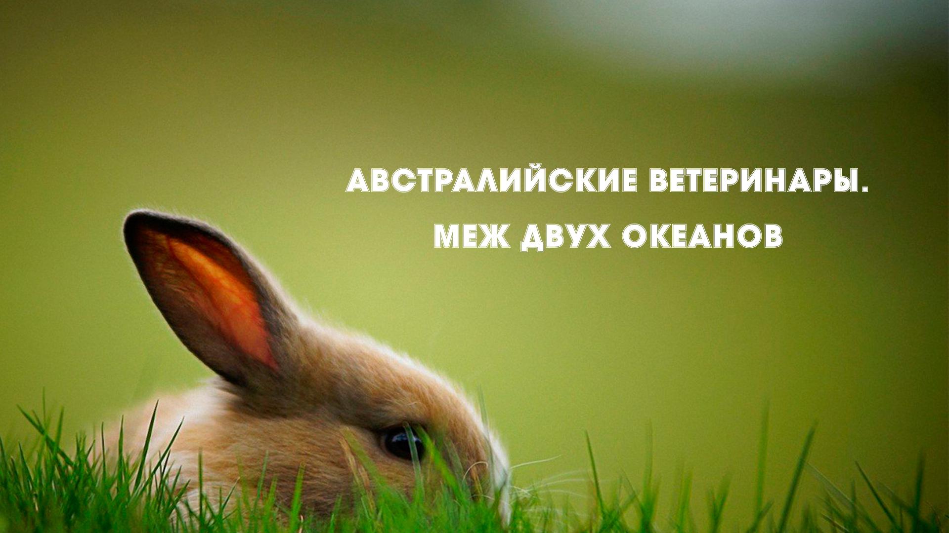 Австралийские ветеринары. Меж двух океанов