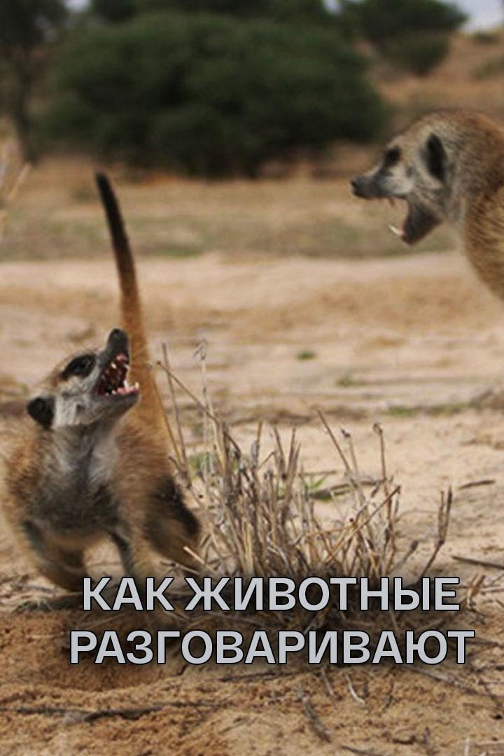 Как животные разговаривают