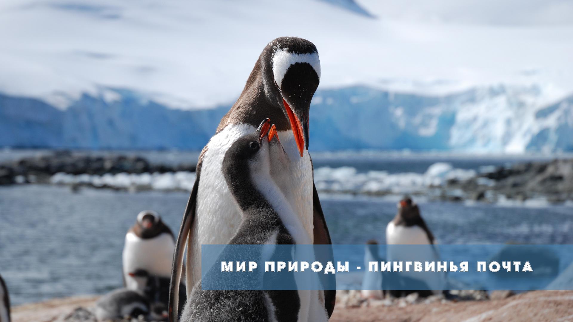 Мир природы - Пингвинья почта