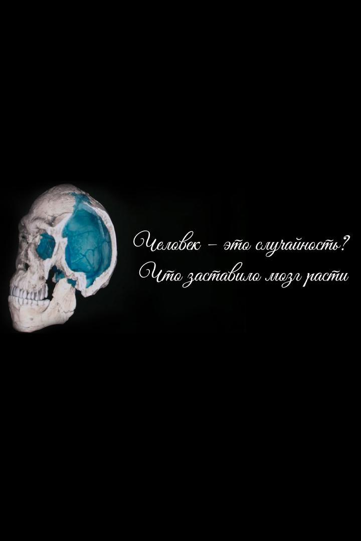 Человек - это случайность? Что заставило мозг расти