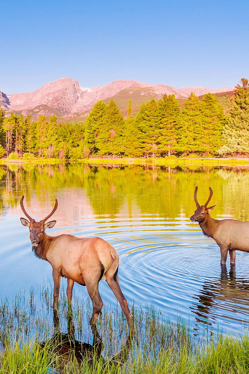 Посольство дикой природы