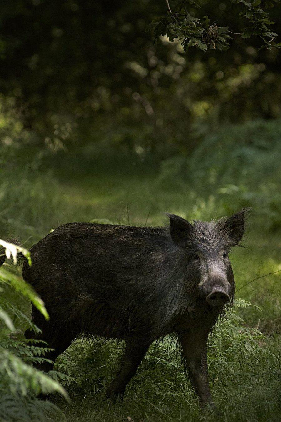 Кабан: мифы и реальность