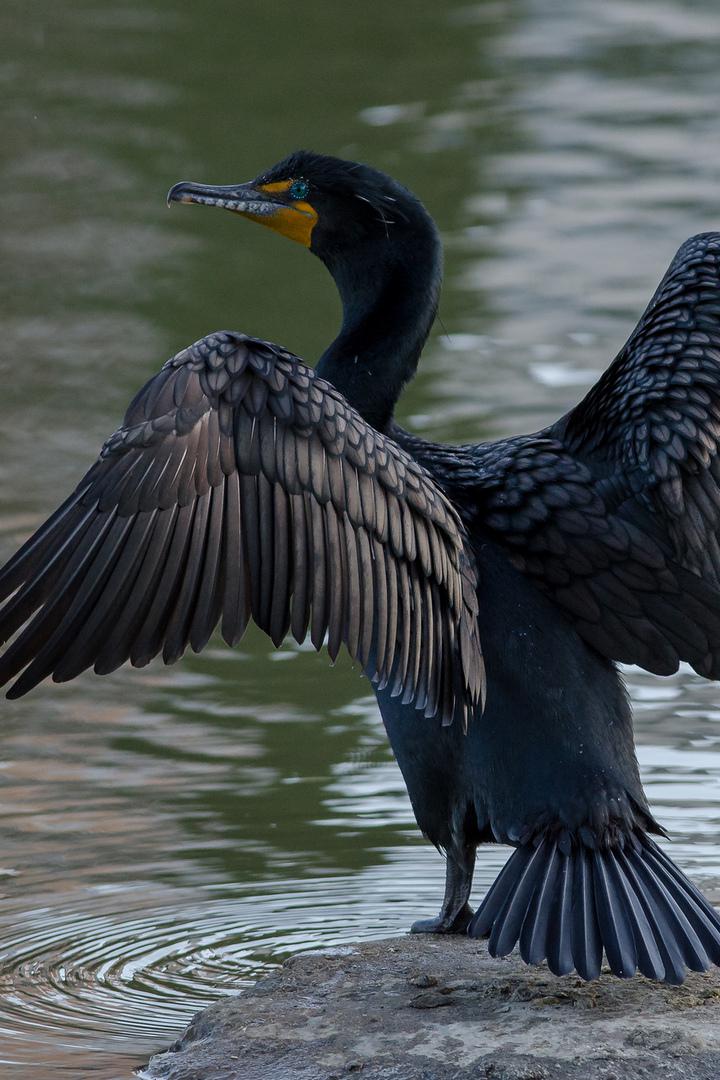 Большой баклан