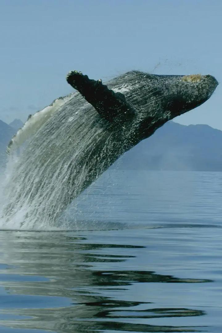 Интеллект животных