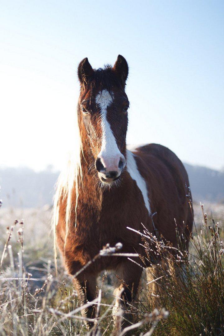 Лошадям везёт!