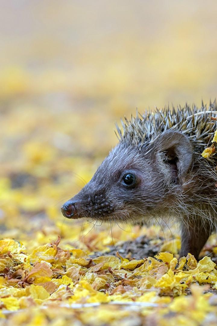 Европейский ёж