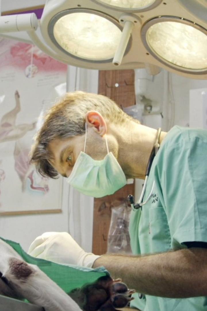 Я лечу животных